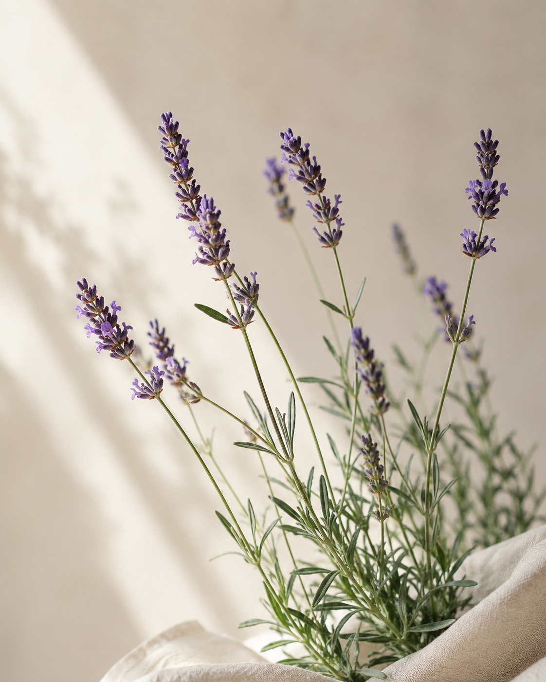 Lavender plant with purple flower spikes in soft natural light