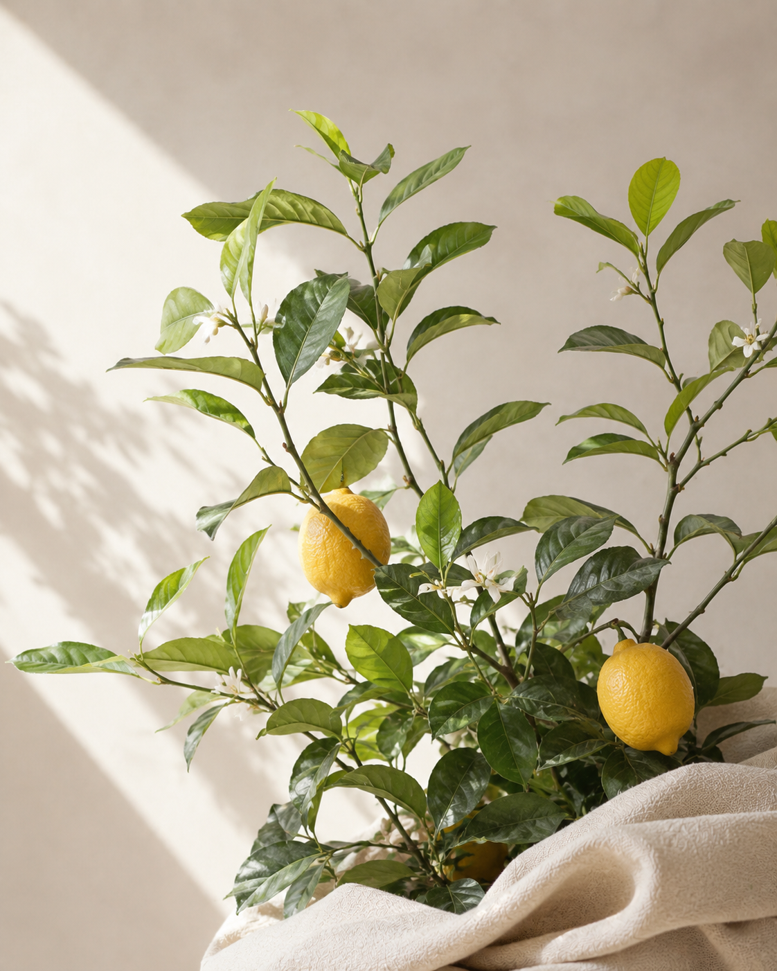 Lemon plant with leaves, blossoms, and fruit in soft natural light