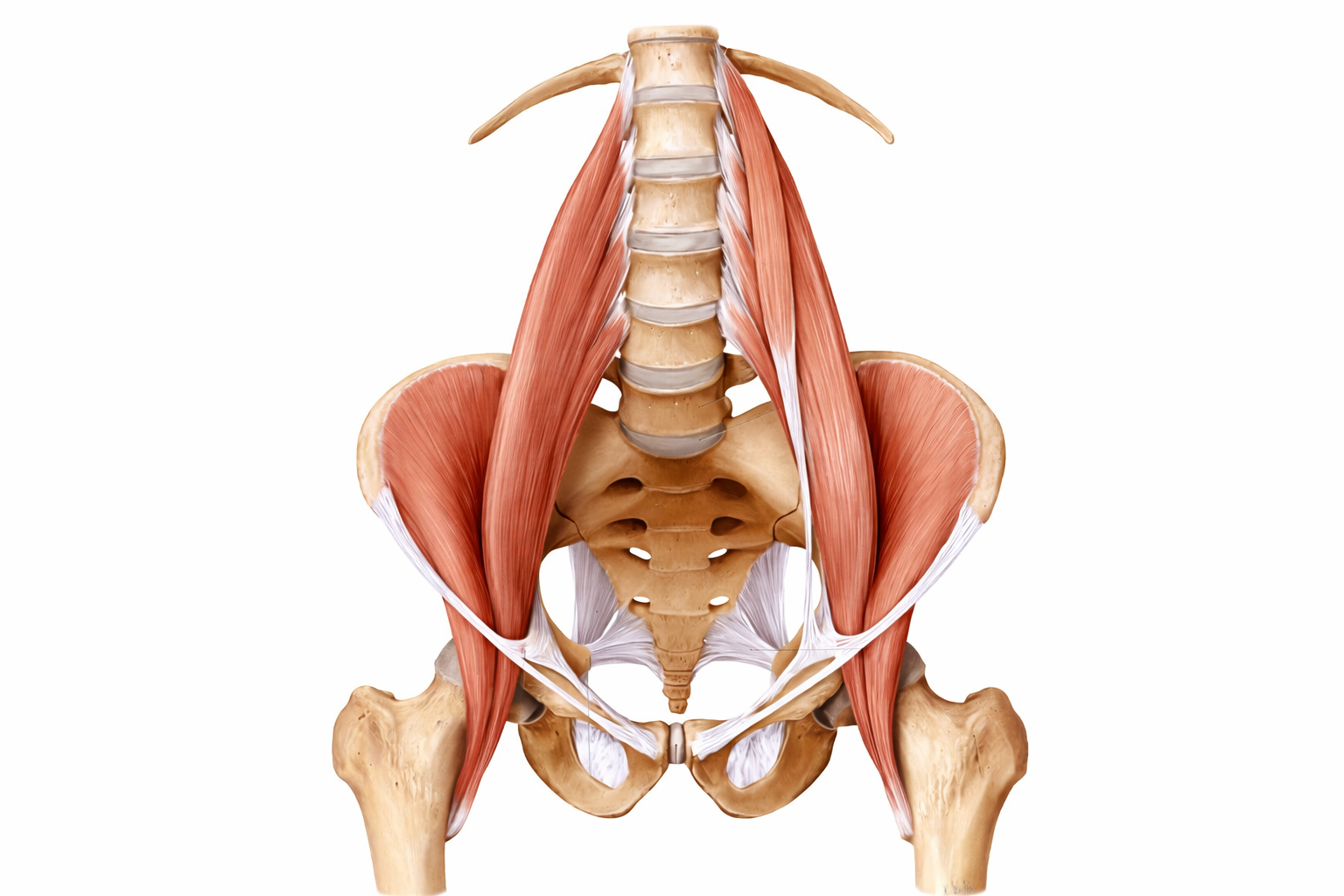 Anatomical illustration of the psoas major muscle running from the lumbar vertebrae through the pelvis and joining with the ilicaus then to the inner femur